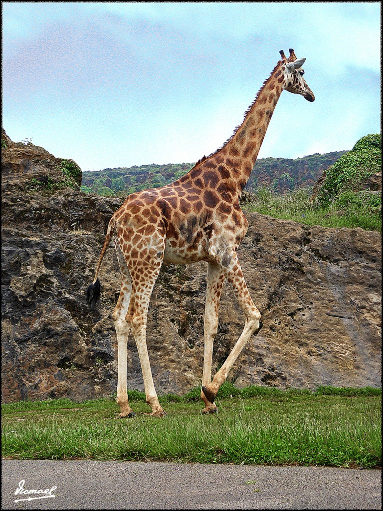 Foto: 160521-173 CABARCENO - Cabarceno (Cantabria), España