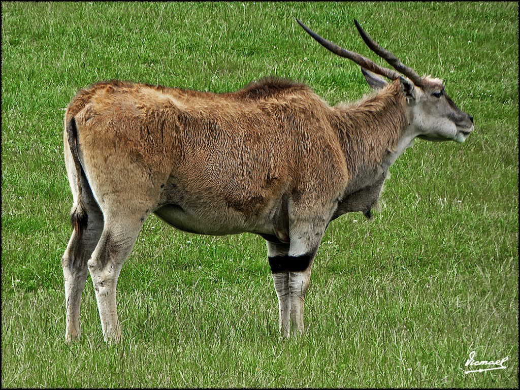 Foto: 160521-149 CABARCENO - Cabarceno (Cantabria), España