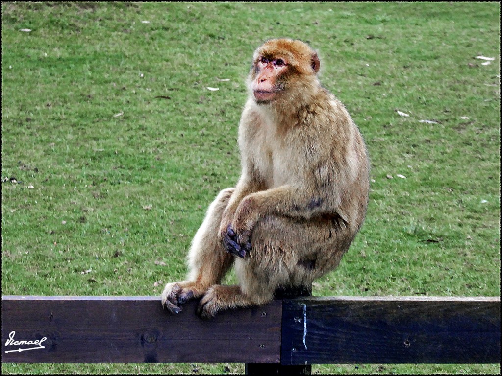 Foto: 160521-201 CABARCENO - Cabarceno (Cantabria), España
