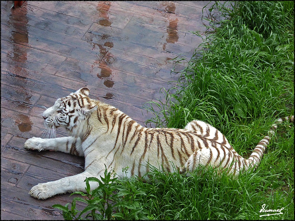 Foto: 160521-218 CABARCENO - Cabarceno (Cantabria), España