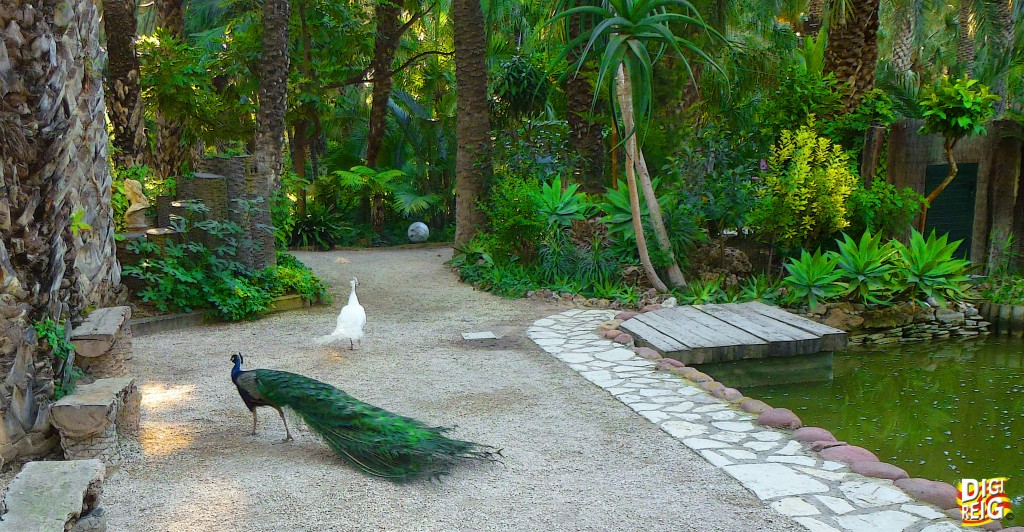 Foto: El Palmeral. Huerto del Cura - Elche (Alicante), España