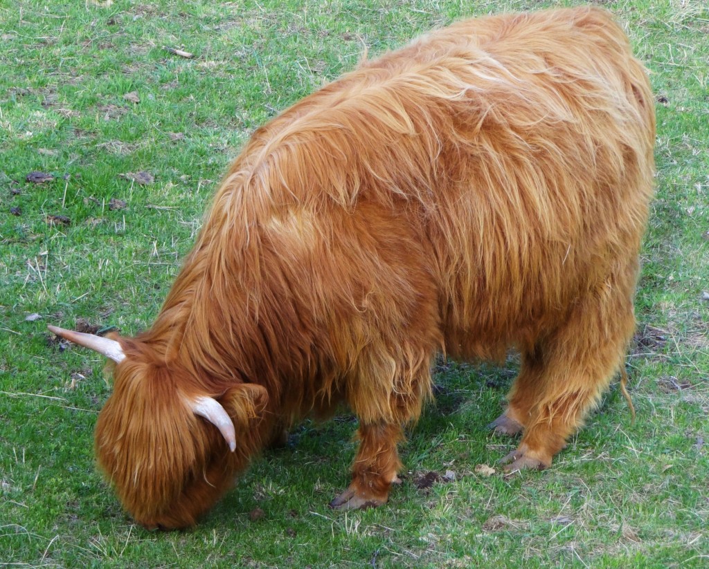 Foto: Ganadería típica de la zona - Gósol (Lleida), España