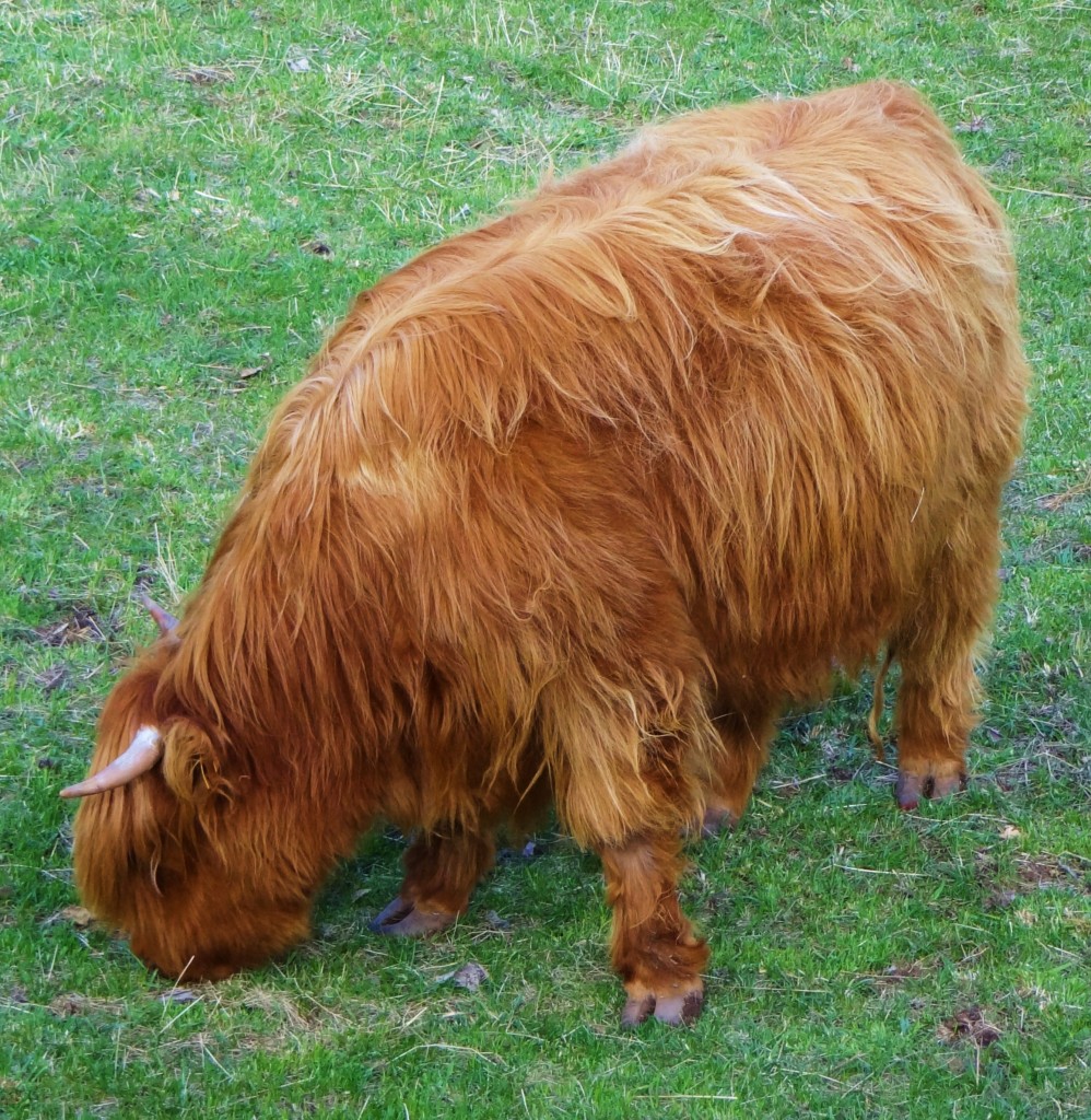 Foto: Ganadería típica de la zona - Gósol (Lleida), España