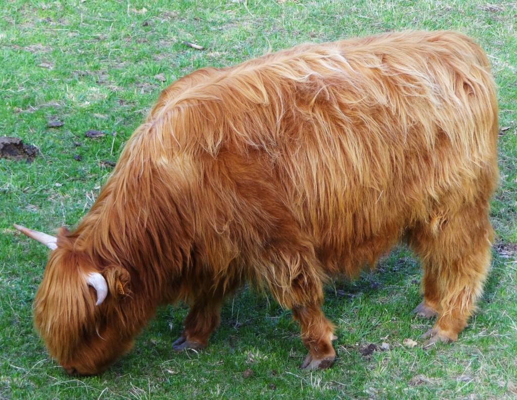 Foto: Ganadería típica de la zona - Gósol (Lleida), España