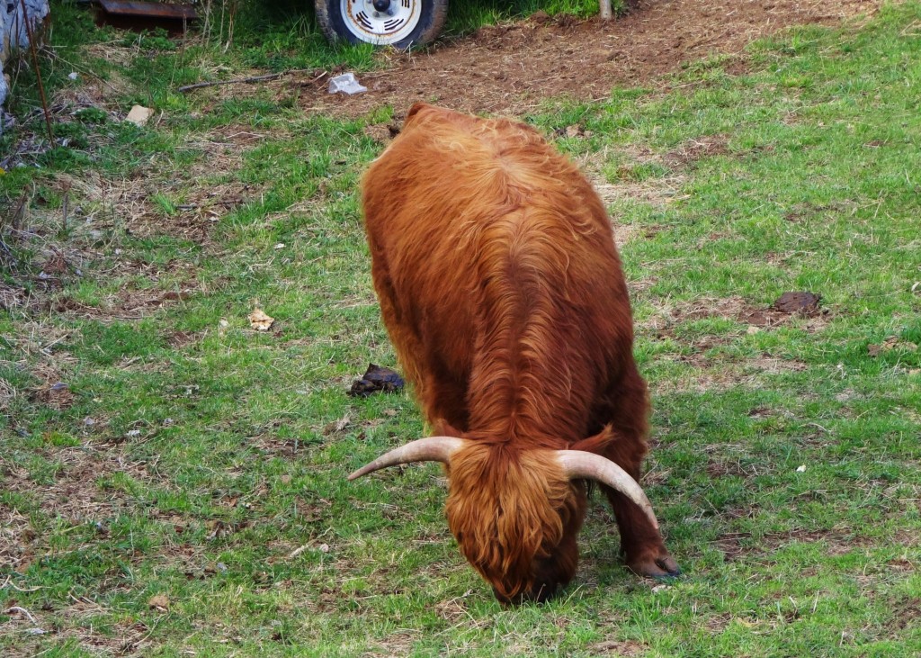Foto: Ganadería vacuna - Gósol (Lleida), España