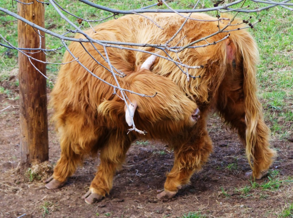 Foto: Ganadería vacuna - Gósol (Lleida), España