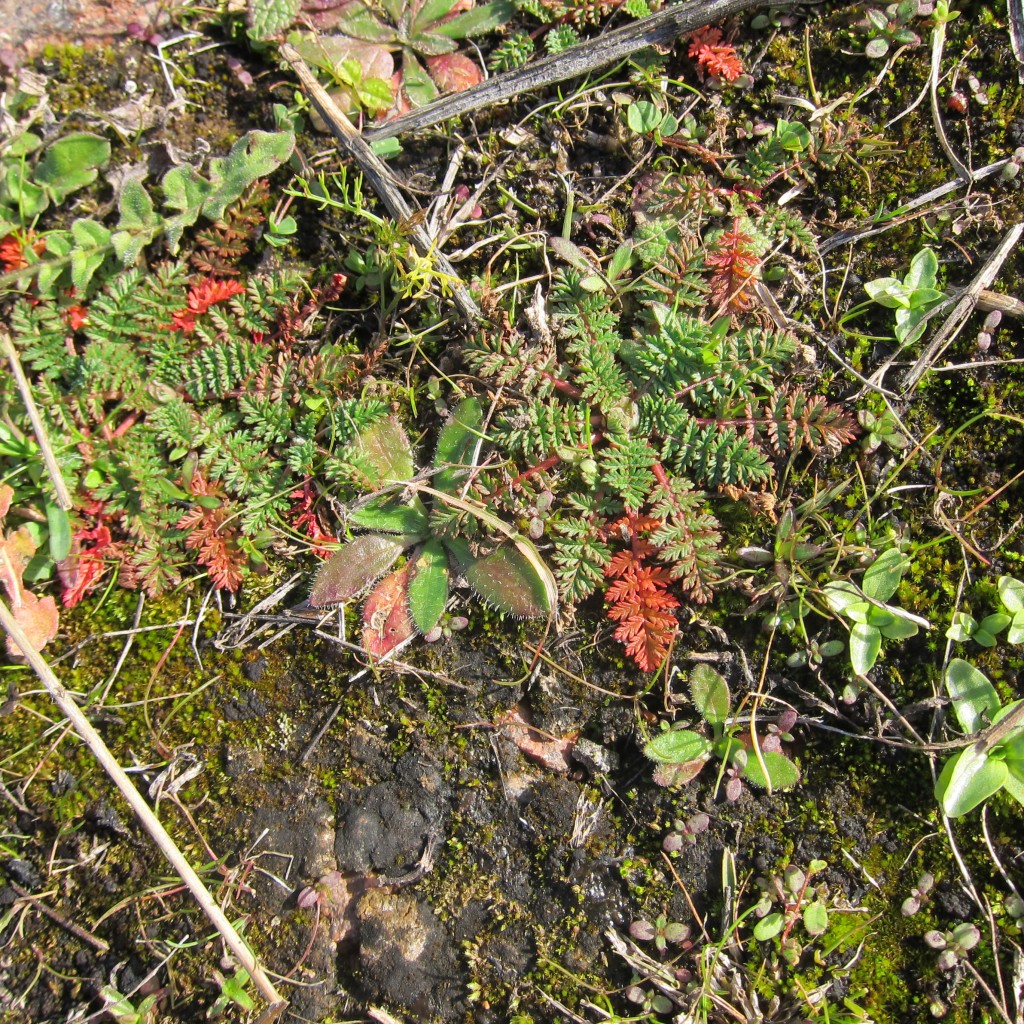 Foto: Parque Nacional Lihué Calel - Lihué Calel (La Pampa), Argentina