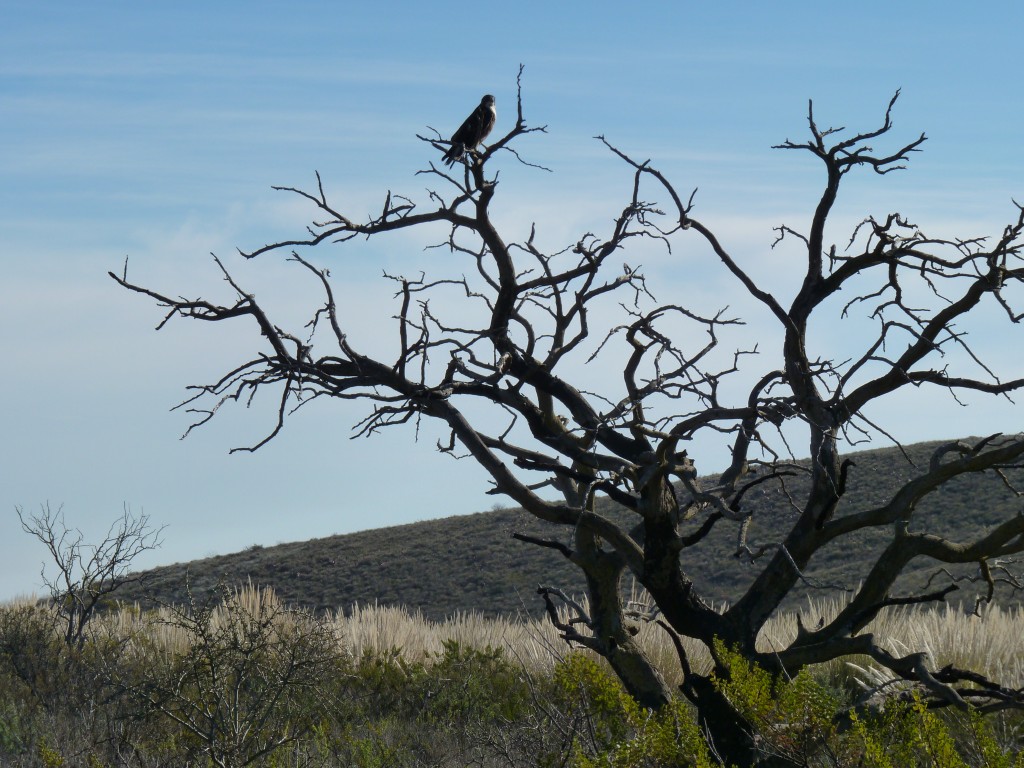 Foto: Parque Nacional Lihué Calel - Lihué Calel (La Pampa), Argentina