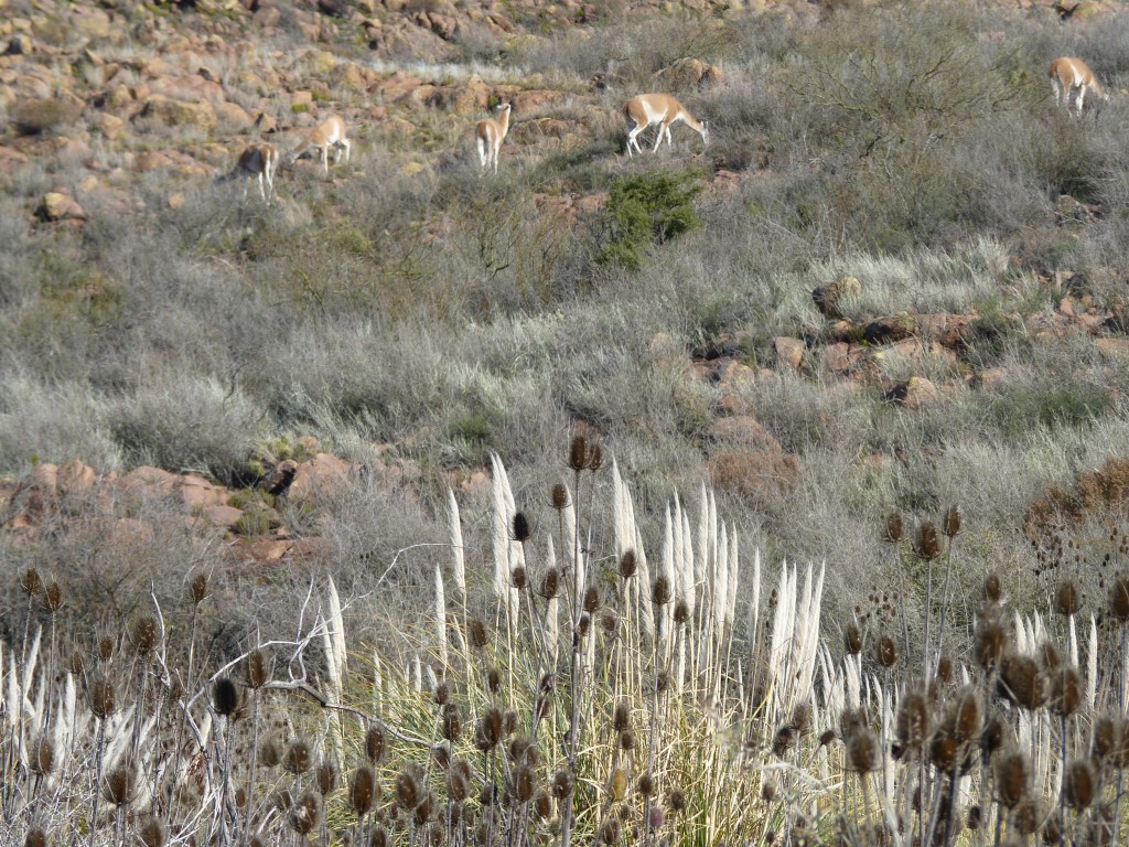 Foto: Parque Nacional Lihué Calel - Lihué Calel (La Pampa), Argentina