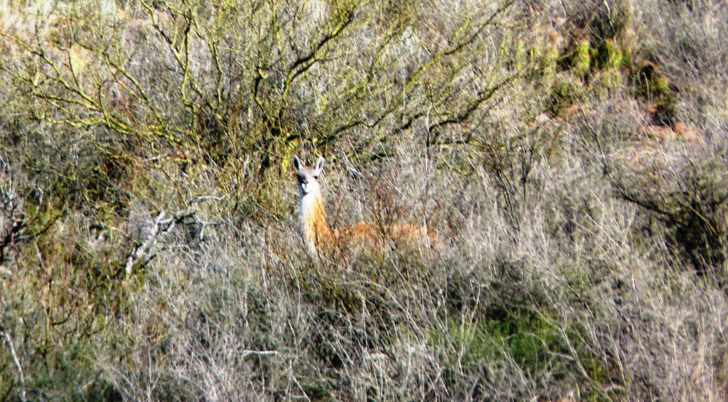 Foto: Parque Nacional Lihué Calel - Lihué Calel (La Pampa), Argentina
