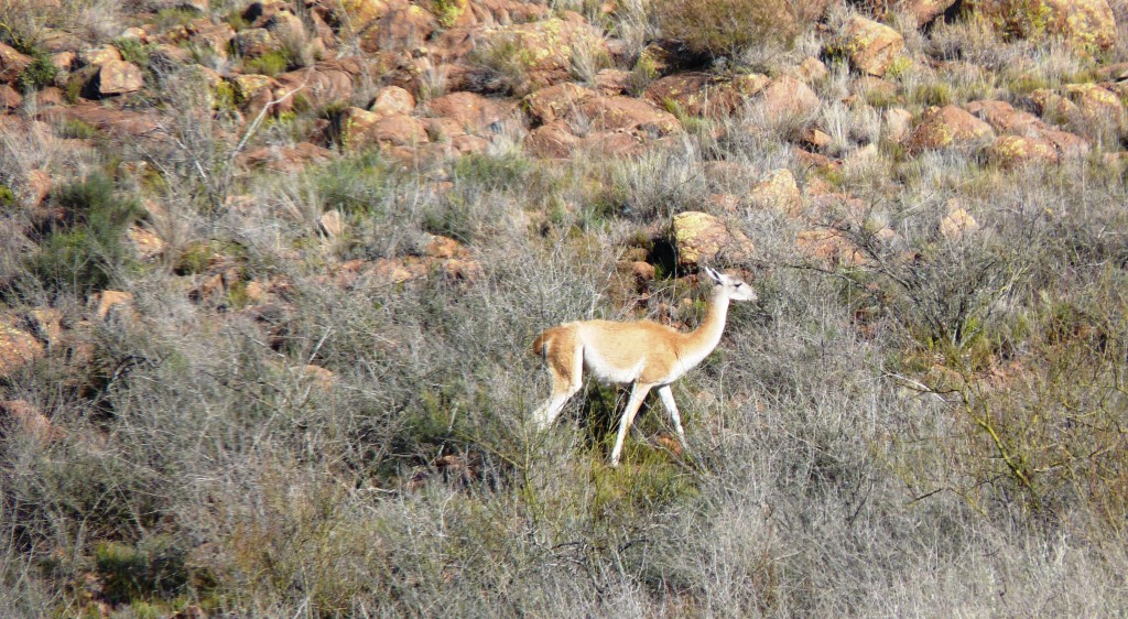Foto: Parque Nacional Lihué Calel - Lihué Calel (La Pampa), Argentina