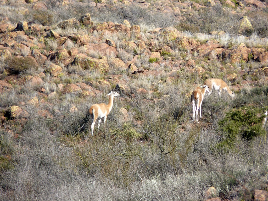 Foto: Parque Nacional Lihué Calel - Lihué Calel (La Pampa), Argentina
