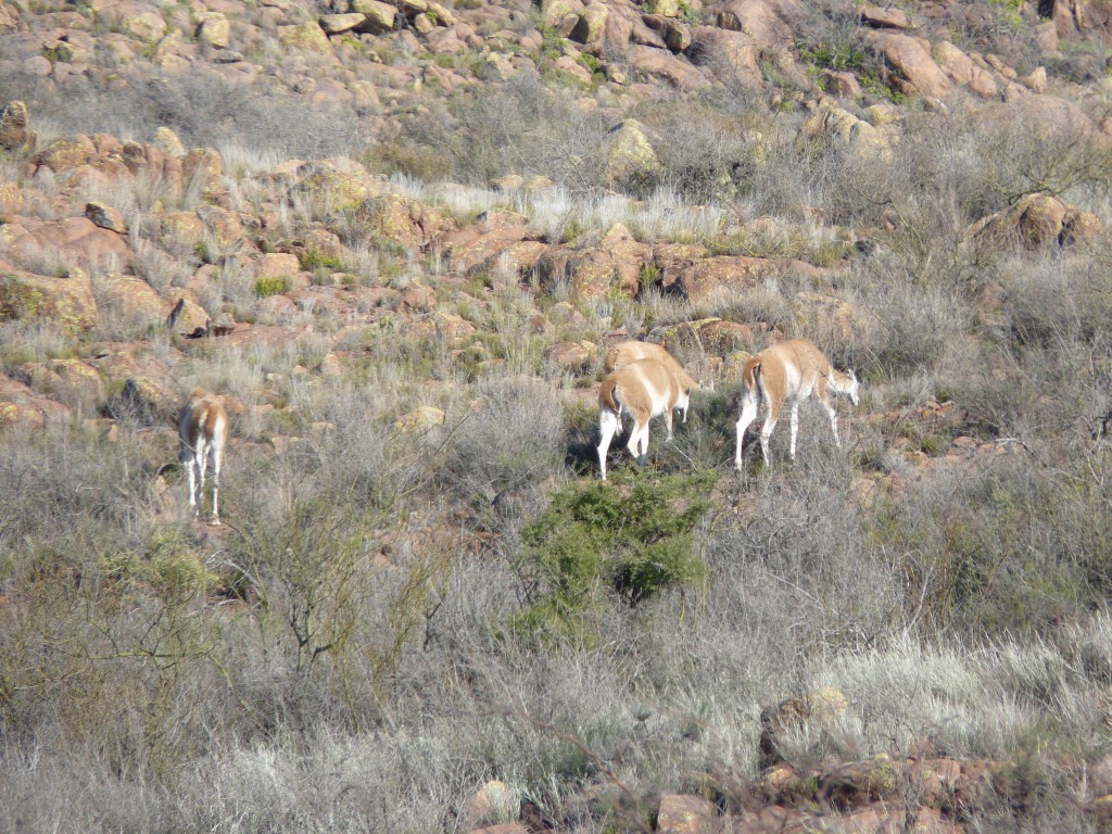 Foto: Parque Nacional Lihué Calel - Lihué Calel (La Pampa), Argentina