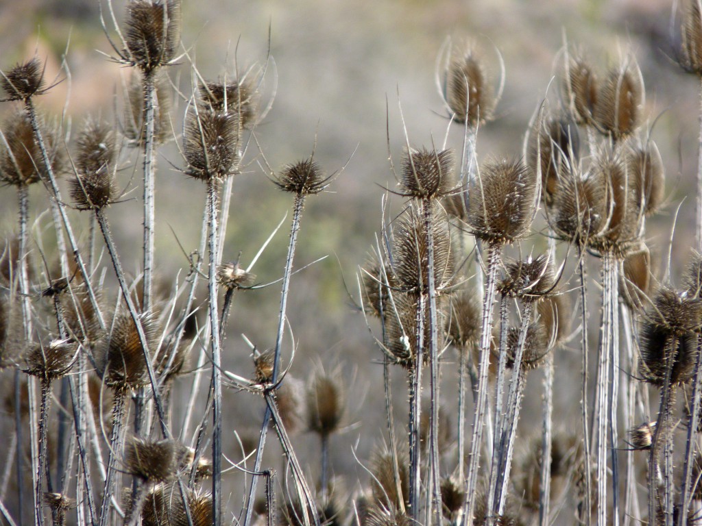 Foto: Parque Nacional Lihué Calel - Lihué Calel (La Pampa), Argentina
