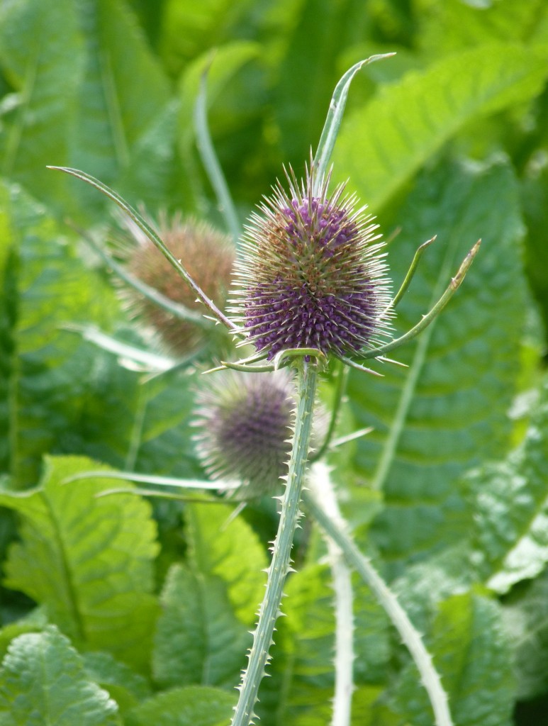 Foto: Parque Nacional Lihué Calel. - Lihué Calel (La Pampa), Argentina