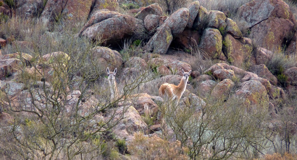 Foto: Parque Nacional Lihué Calel. - Lihué Calel (La Pampa), Argentina