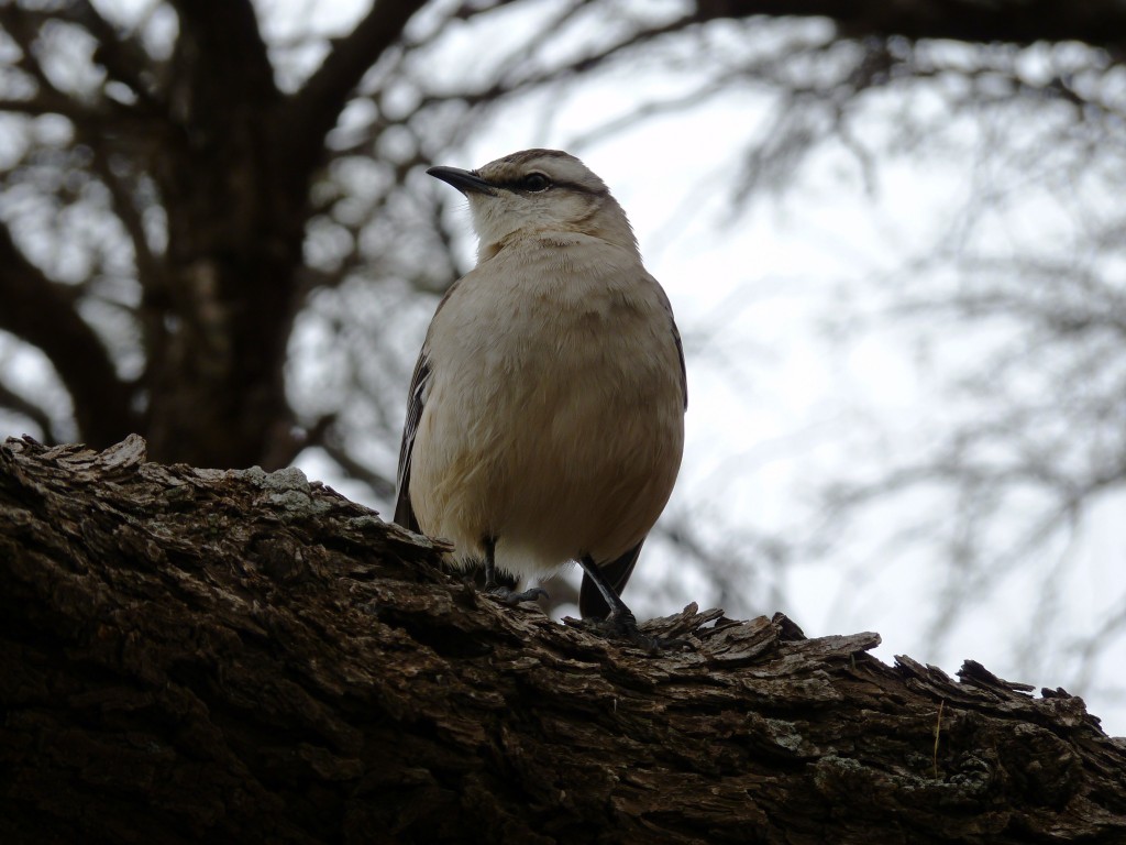 Foto: Parque Nacional Lihué Calel. - Lihué Calel (La Pampa), Argentina