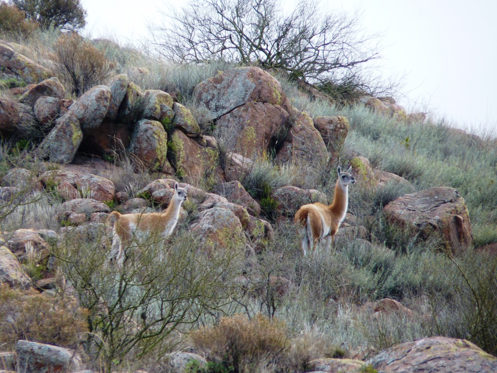 Foto: Parque Nacional Lihué Calel. - Lihué Calel (La Pampa), Argentina