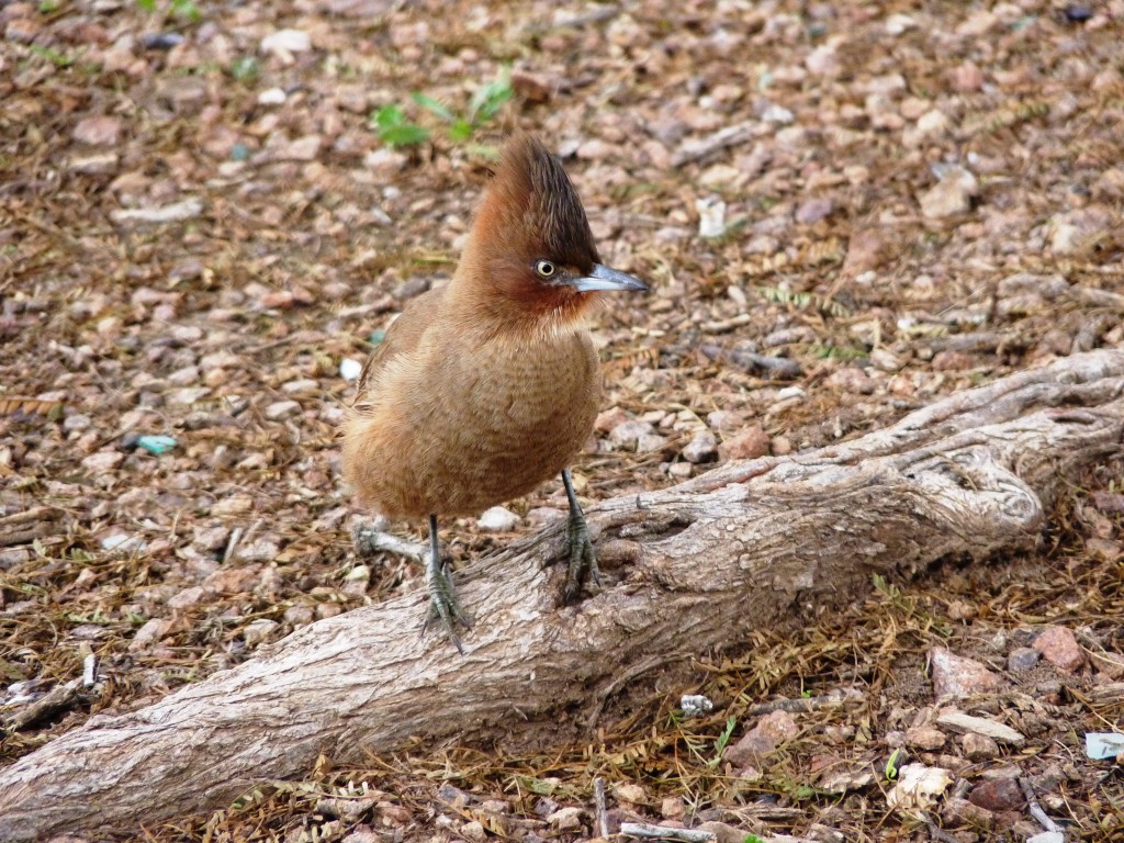 Foto: Parque Nacional Lihué Calel. - Lihué Calel (La Pampa), Argentina