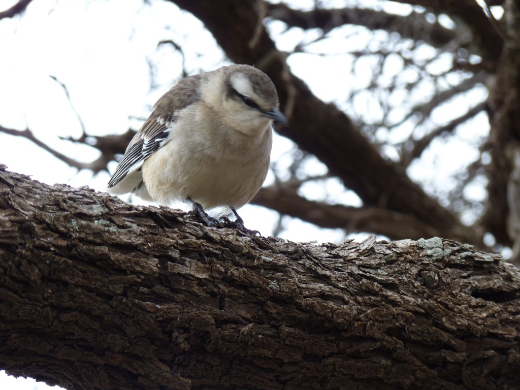 Foto: Parque Nacional Lihué Calel. - Lihué Calel (La Pampa), Argentina
