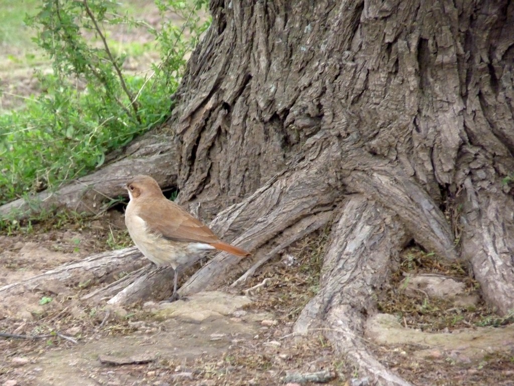 Foto: Parque Nacional Lihué Calel. - Lihué Calel (La Pampa), Argentina