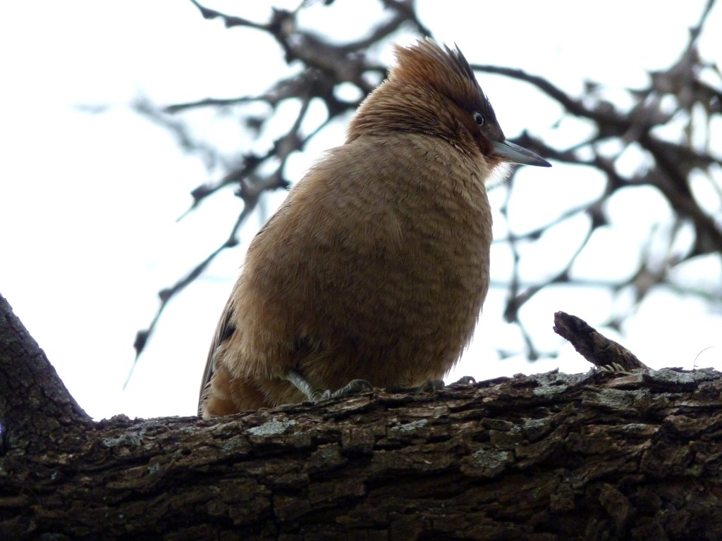 Foto: Parque Nacional Lihué Calel. - Lihué Calel (La Pampa), Argentina