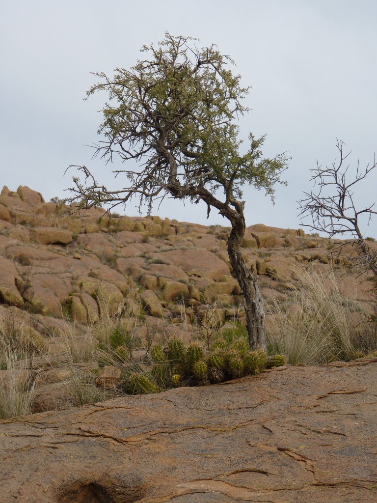Foto: Parque Nacional Lihué Calel. - Lihué Calel (La Pampa), Argentina