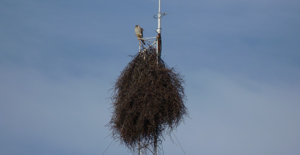 Foto: Nido de halcón gris. - Santa Rosa (La Pampa), Argentina