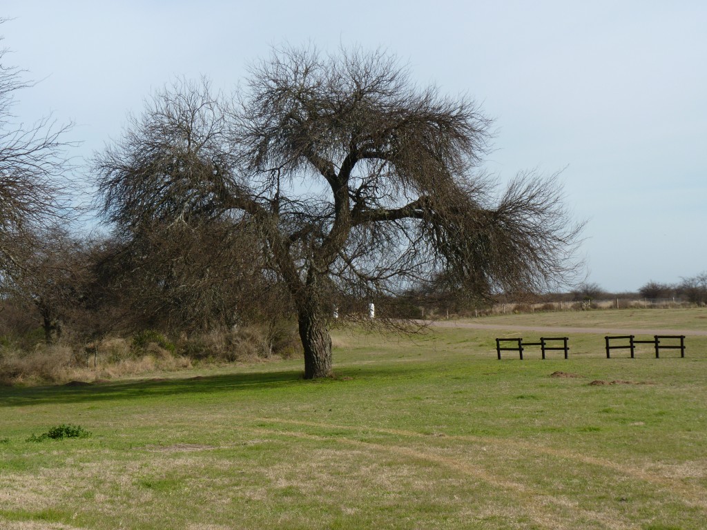 Foto: Caldén. - Santa Rosa (La Pampa), Argentina