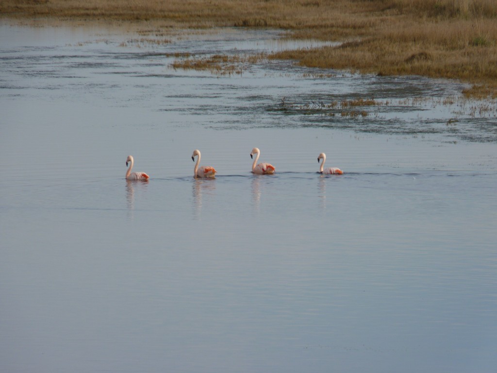 Foto: Laguna de los flamencos. - Santa Rosa (La Pampa), Argentina