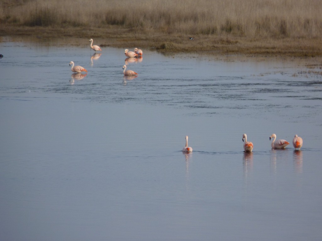 Foto: Laguna de los flamencos. - Santa Rosa (La Pampa), Argentina