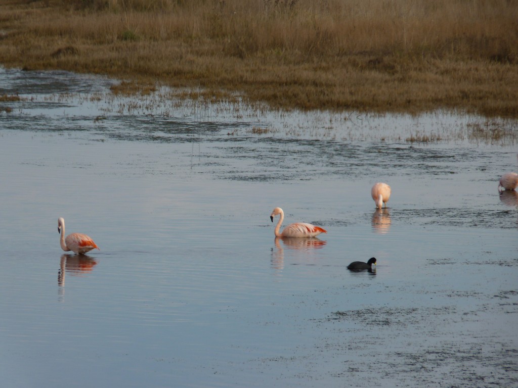 Foto: Laguna de los flamencos. - Santa Rosa (La Pampa), Argentina