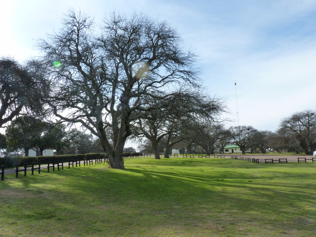 Foto: Caldén - Santa Rosa (La Pampa), Argentina