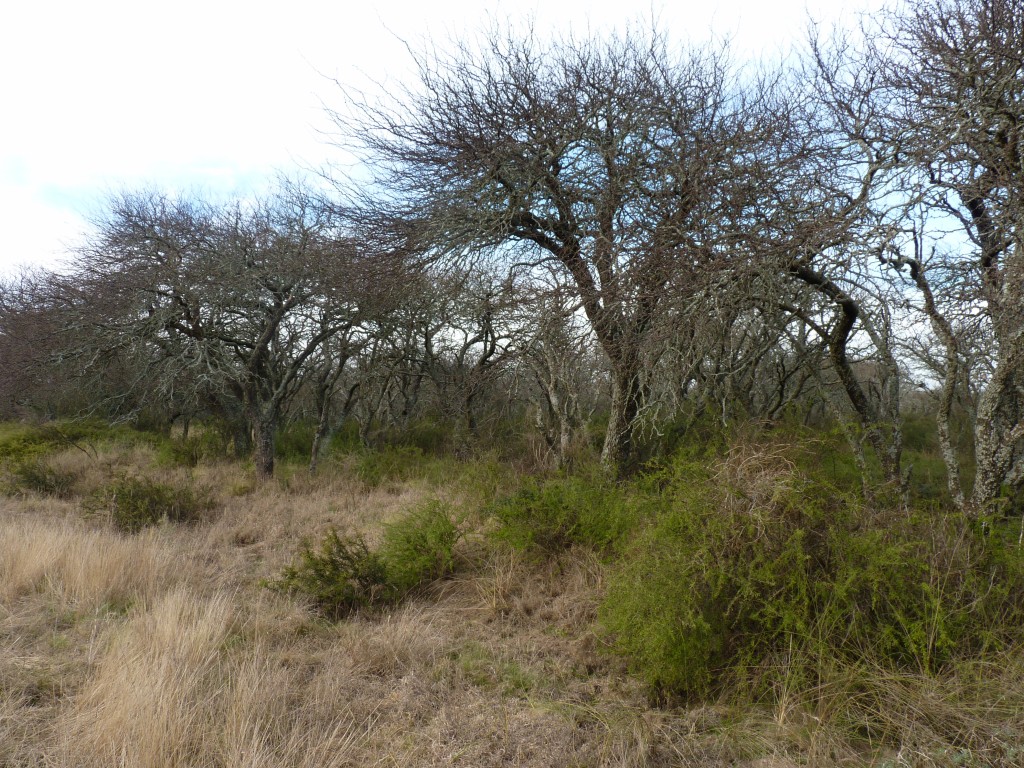 Foto: Bosque de caldén. - Santa Rosa (La Pampa), Argentina