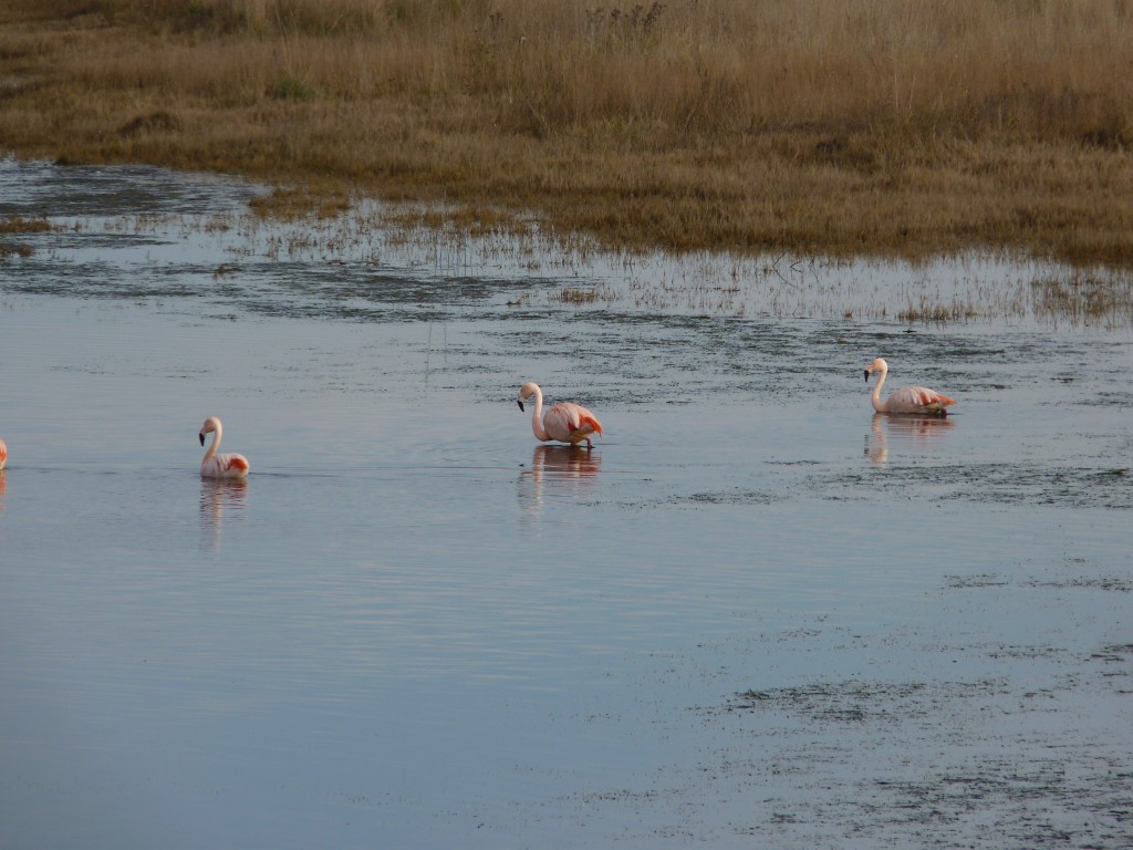 Foto: Laguna de los flamencos. - Santa Rosa (La Pampa), Argentina
