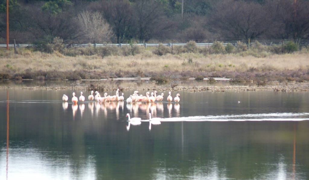 Foto: Laguna de los flamencos. - Santa Rosa (La Pampa), Argentina