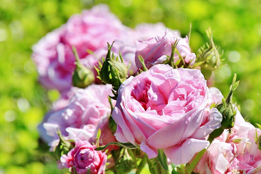 Foto: Exposición de rosas - Barcelona (Cataluña), España