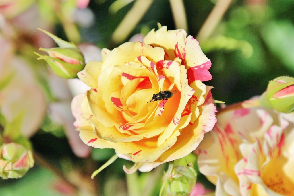 Foto: Exposición de rosas - Barcelona (Cataluña), España