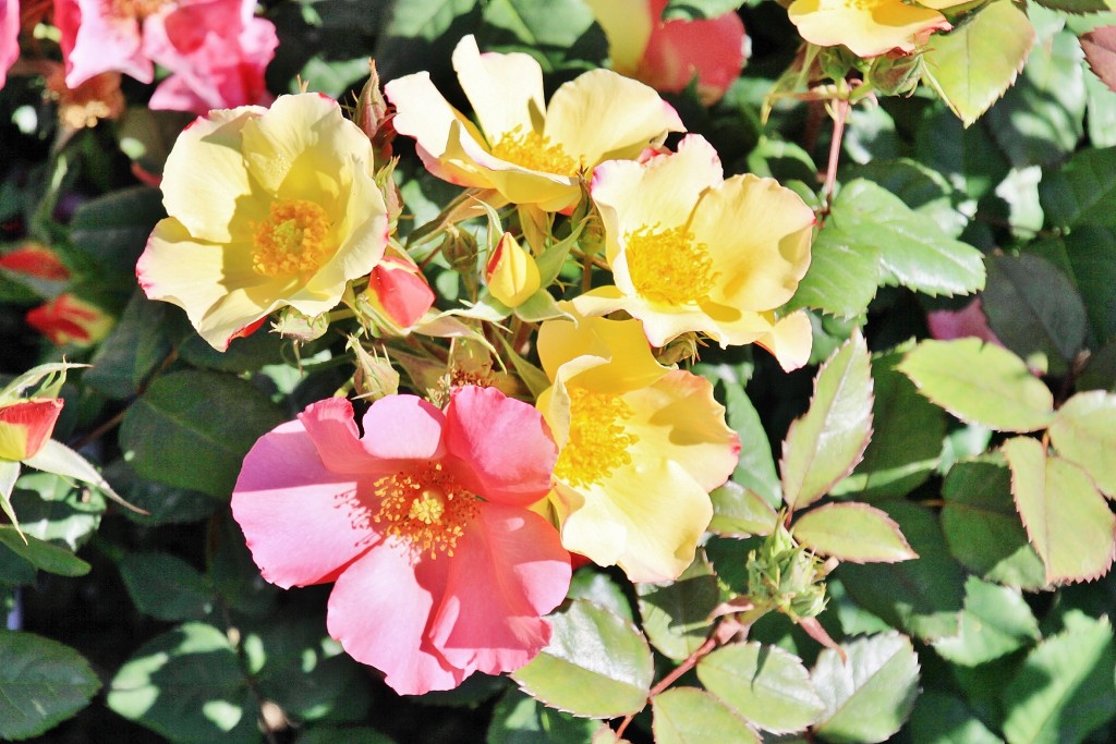 Foto: Exposición de rosas - Barcelona (Cataluña), España
