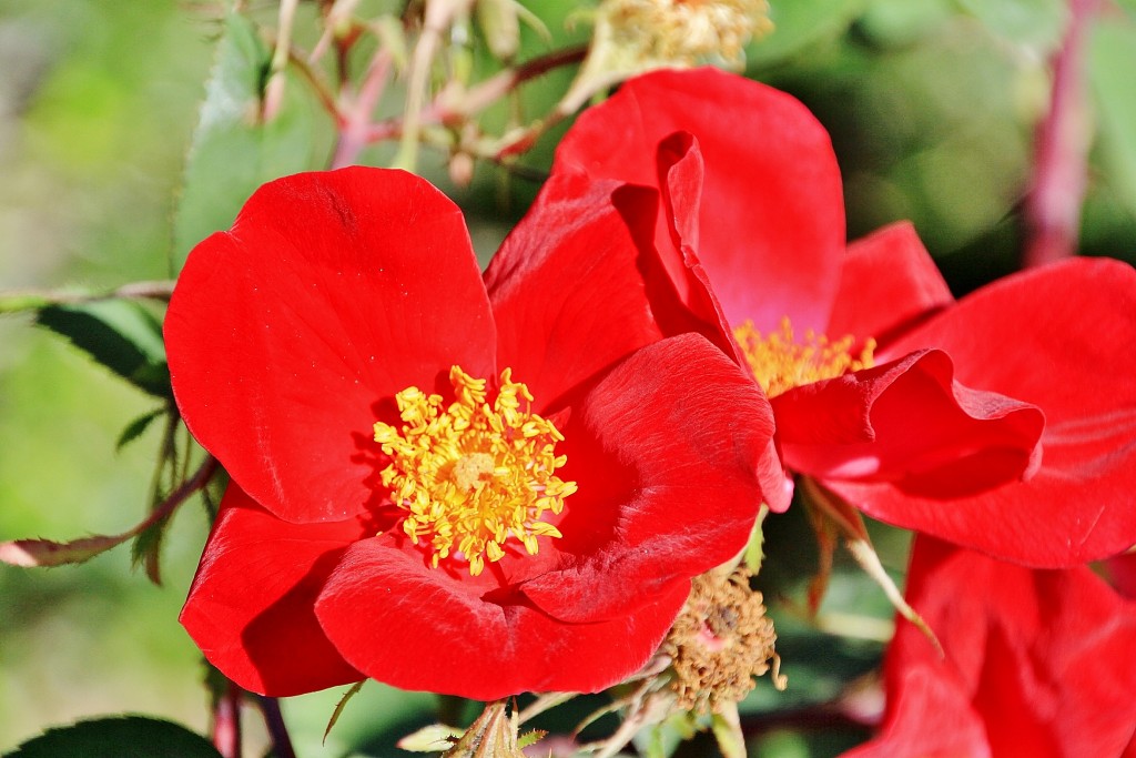 Foto: Exposición de rosas - Barcelona (Cataluña), España