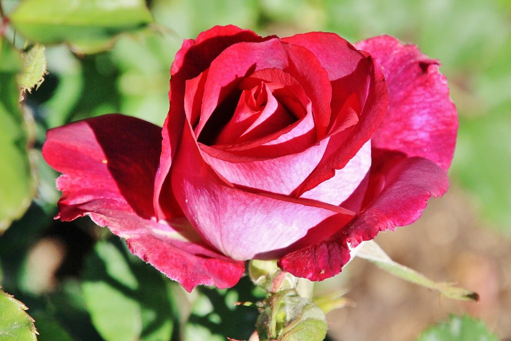 Foto: Exposición de rosas - Barcelona (Cataluña), España