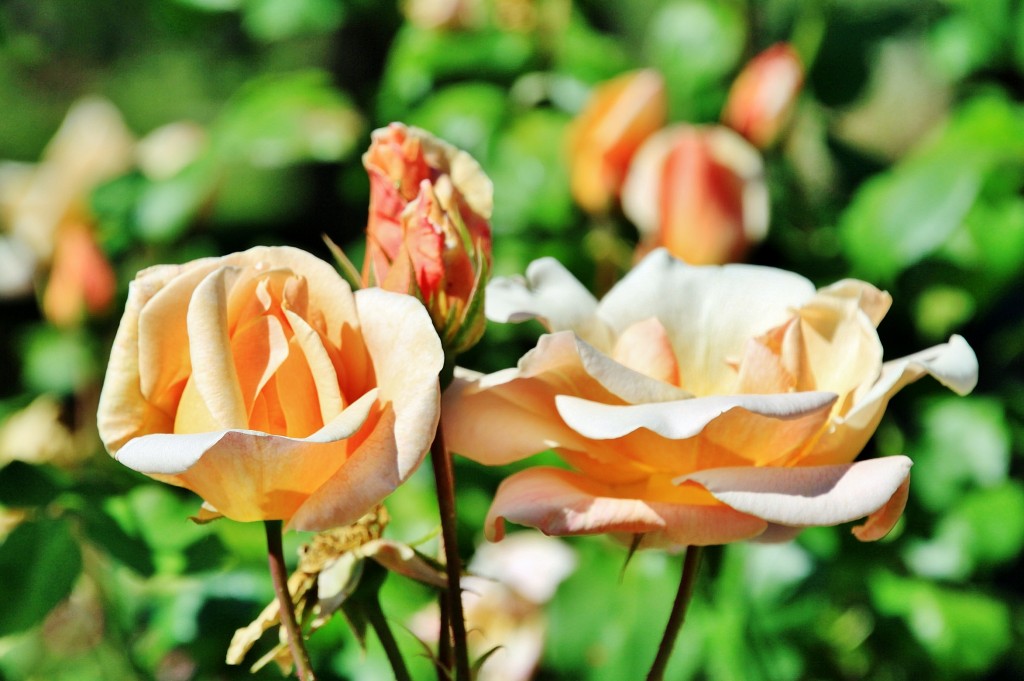 Foto: Exposición de rosas - Barcelona (Cataluña), España