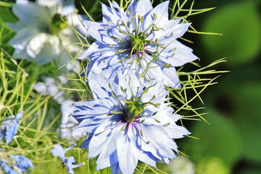 Foto: Flores - Barcelona (Cataluña), España