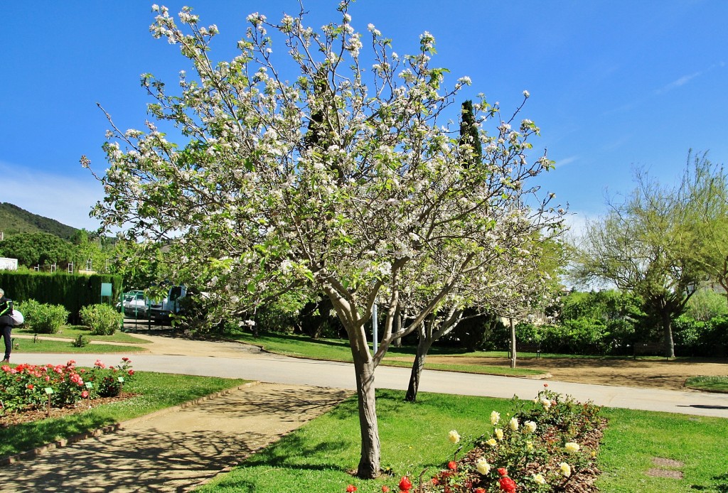 Foto: Parque Cervantes - Barcelona (Cataluña), España
