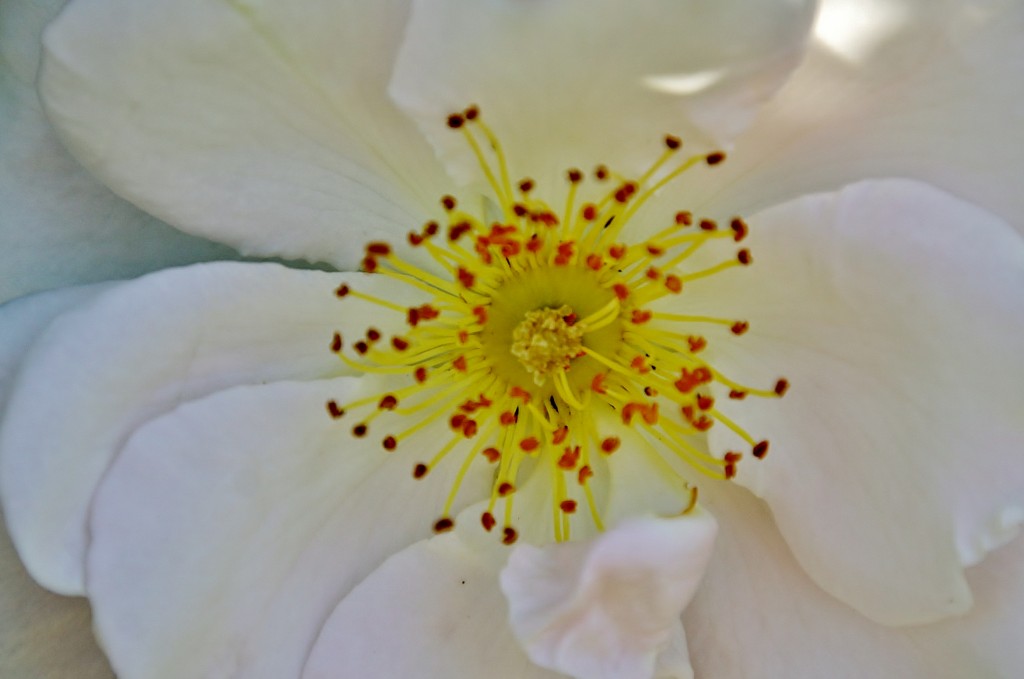 Foto: Exposición de rosas - Barcelona (Cataluña), España