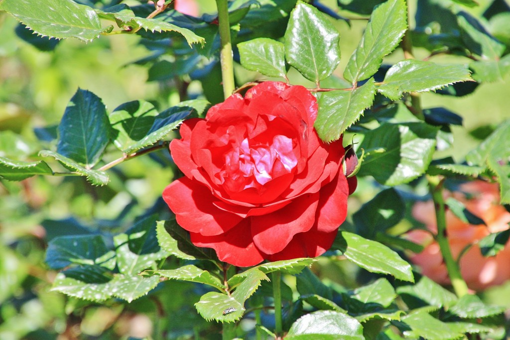 Foto: Exposición de rosas - Barcelona (Cataluña), España