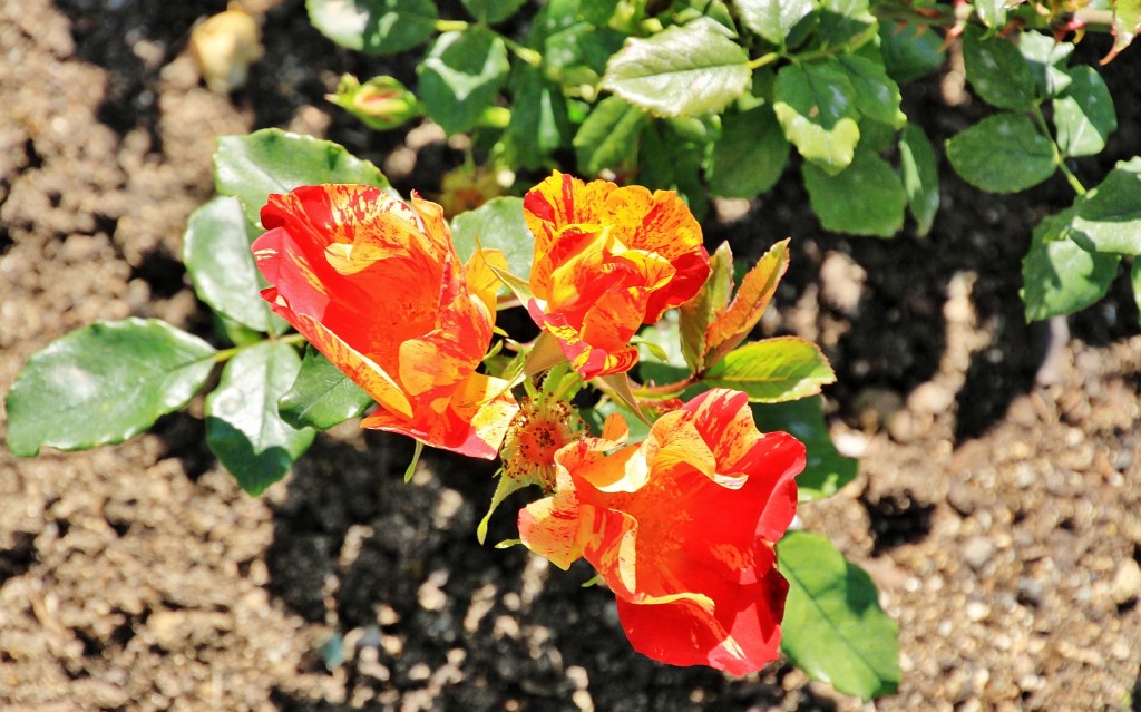 Foto: Exposición de rosas - Barcelona (Cataluña), España