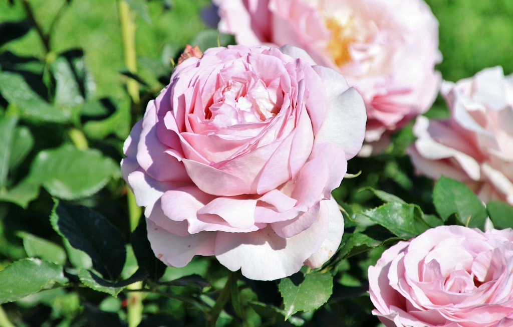 Foto: Exposición de rosas - Barcelona (Cataluña), España