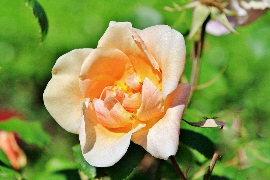 Foto: Exposición de rosas - Barcelona (Cataluña), España
