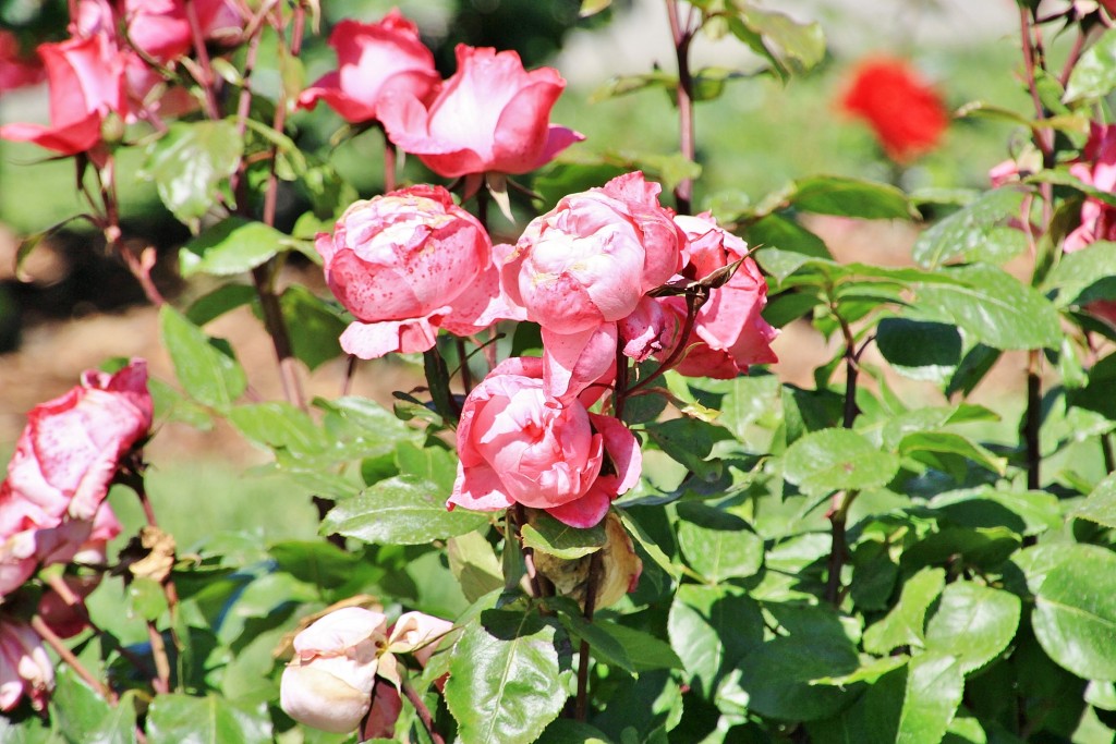 Foto: Exposición de rosas - Barcelona (Cataluña), España